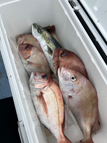 マダイの釣果
