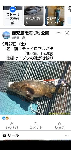 チャイロマルハタの釣果