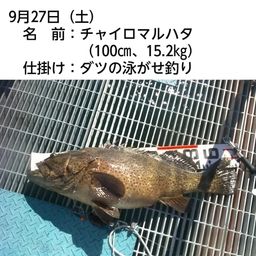 チャイロマルハタ