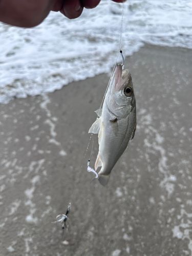 セイゴ（マルスズキ）の釣果