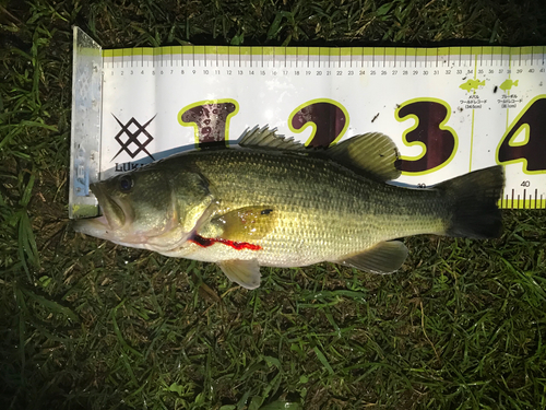 ブラックバスの釣果