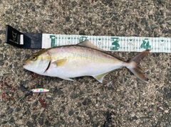 ショゴの釣果