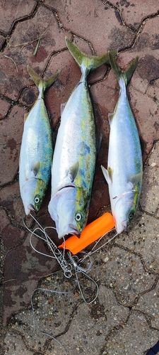ハマチの釣果