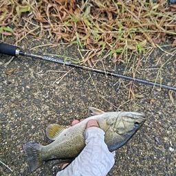 スモールマウスバス