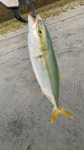 イナダの釣果