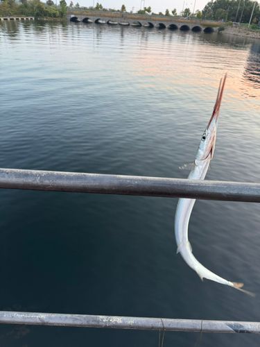 海外
