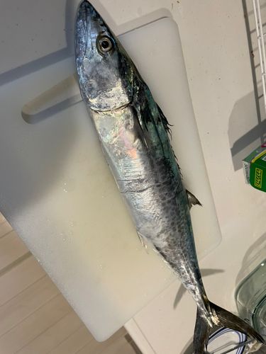 サゴシの釣果