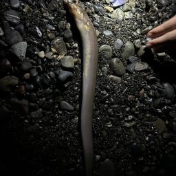 クロアナゴ
