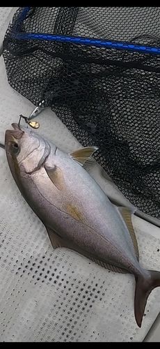 若狭湾