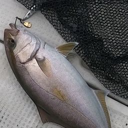 アオリイカ