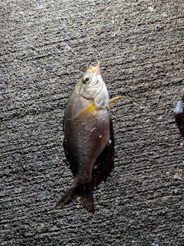 タナゴの釣果