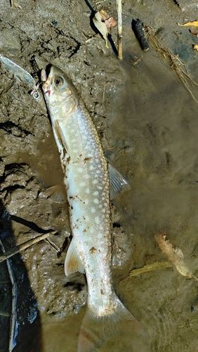 アメマスの釣果