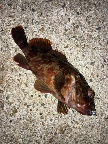 伊勢湾湾奥
