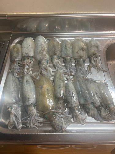 伊予灘