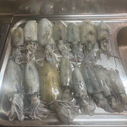 アオリイカ