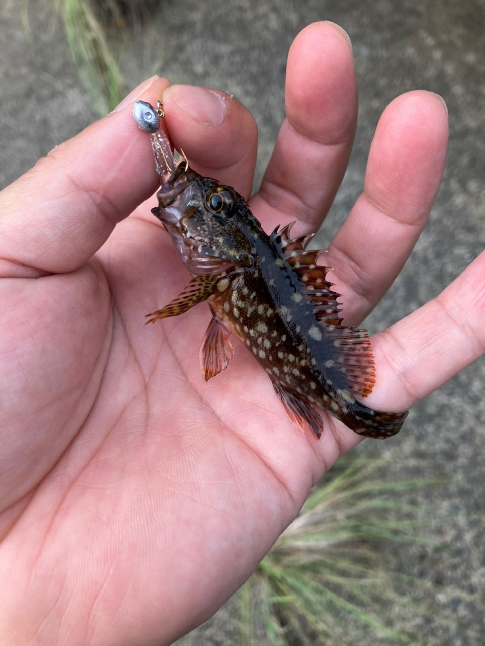 カサゴ