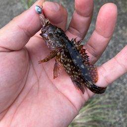 カサゴ