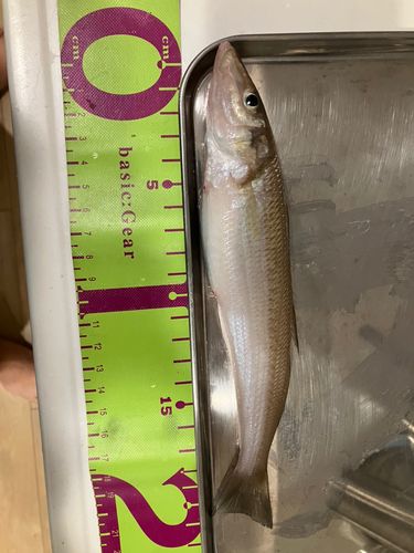 シロギスの釣果