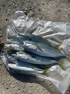イナダの釣果
