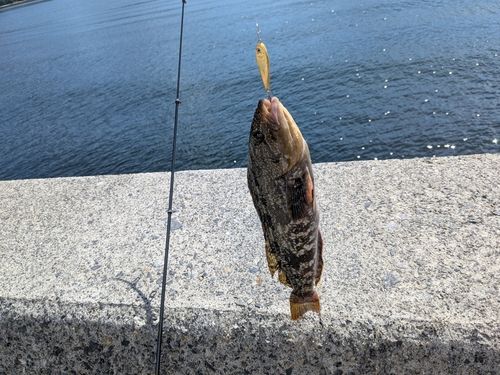 アイナメの釣果