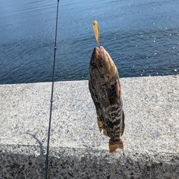 アイナメ