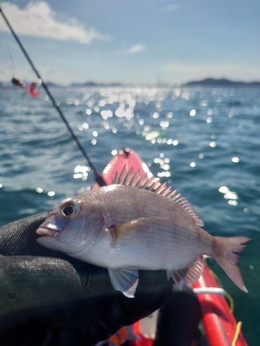 チャリコの釣果