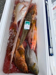 アカヤガラの釣果