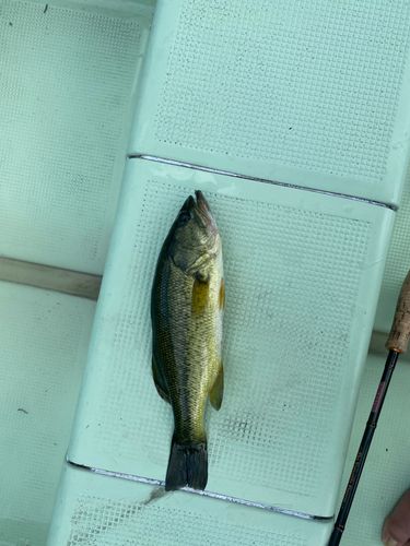 弥栄湖
