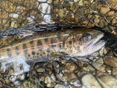 ヤマメの釣果