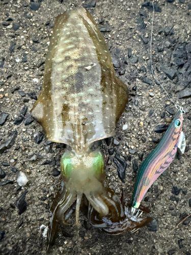 アオリイカの釣果