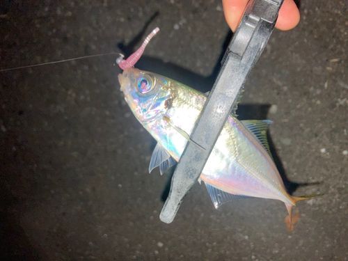 博多湾