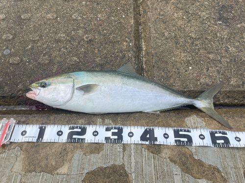 メジロの釣果
