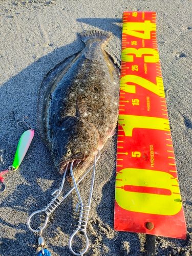 ヒラメの釣果
