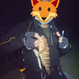 アコウ