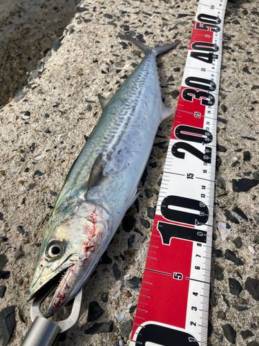 サゴシの釣果