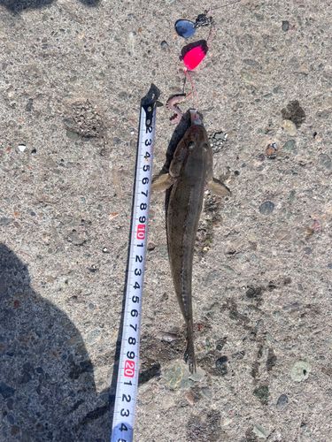 ハゼの釣果