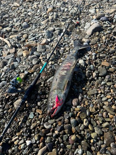 アキアジの釣果