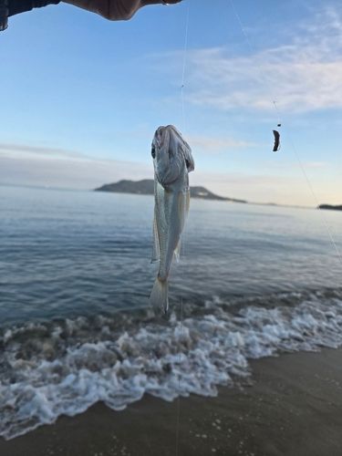 今津湾