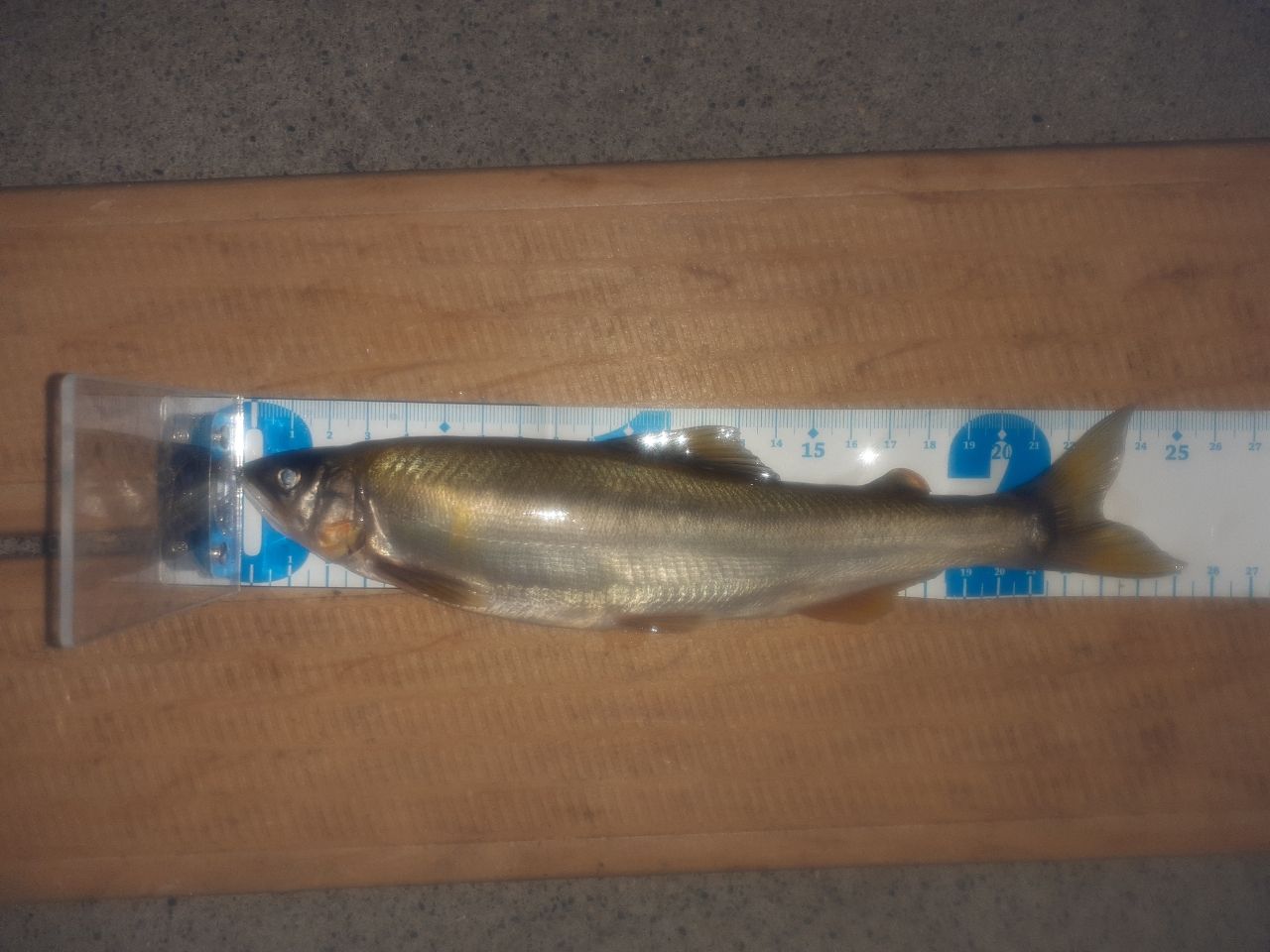 アユ
