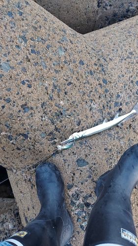 ダツの釣果