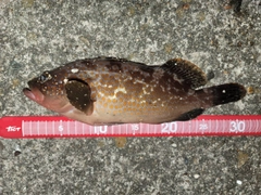 アコウの釣果