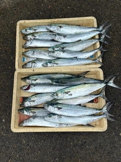 サゴシの釣果