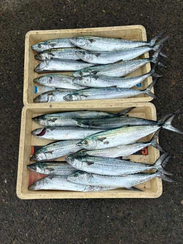 サゴシの釣果