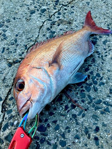 マダイの釣果