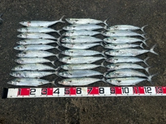 サゴシの釣果