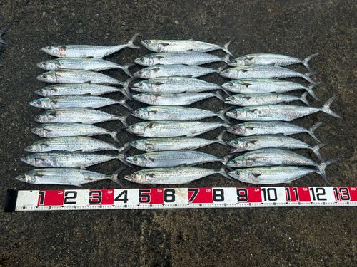 サゴシの釣果