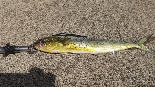 舞鶴湾