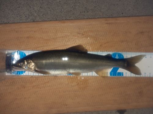 アユの釣果