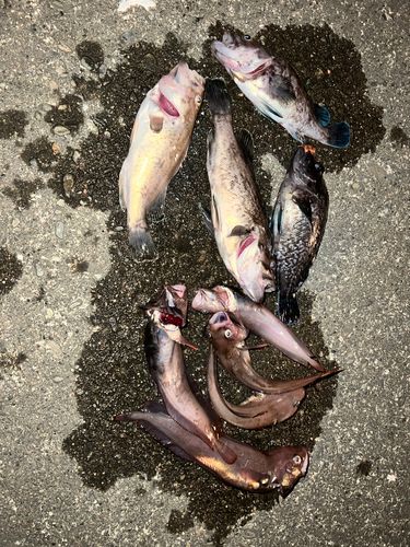 クロソイの釣果