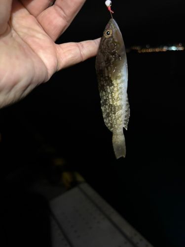 アブラコの釣果